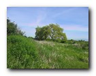 Boundary Bay - Leafy tree