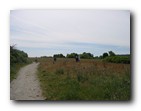 Boundary Bay - Trail and field
