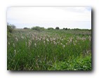 Boundary Bay - Bullrushes