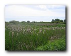 Boundary Bay - Bullrushes