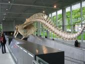 Blue whale skeleton as you enter the atrium