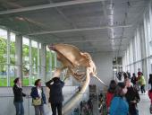Blue whale skeleton from the front