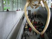 Looking down into the gallery