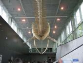 Bottom of gallery looking up a blue whale skeleton