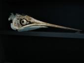 Spooky awesome fish head on display